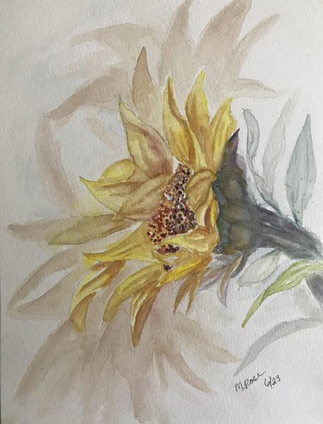 sunflower12