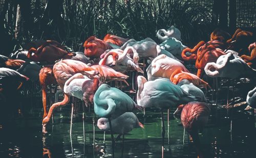 Flamboyance of Flamingos for Linda