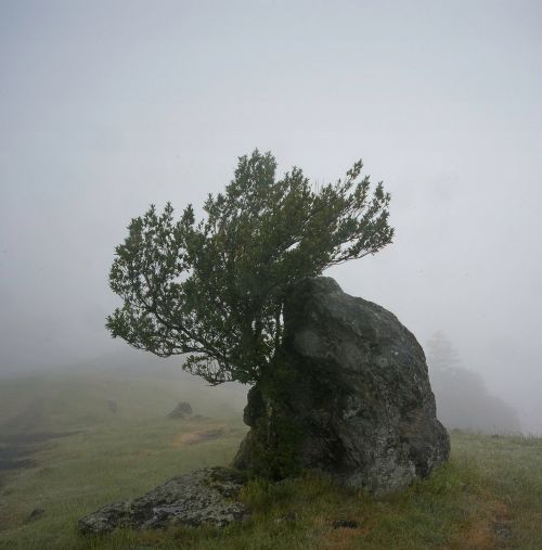 Rock, Fog, Tree