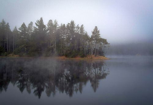 Pine Point In The Mist