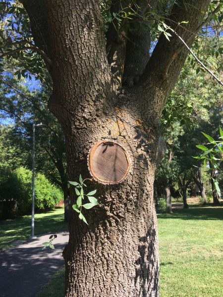 Wounds Can Heal: Tree Wounds (8.15.2019-1)